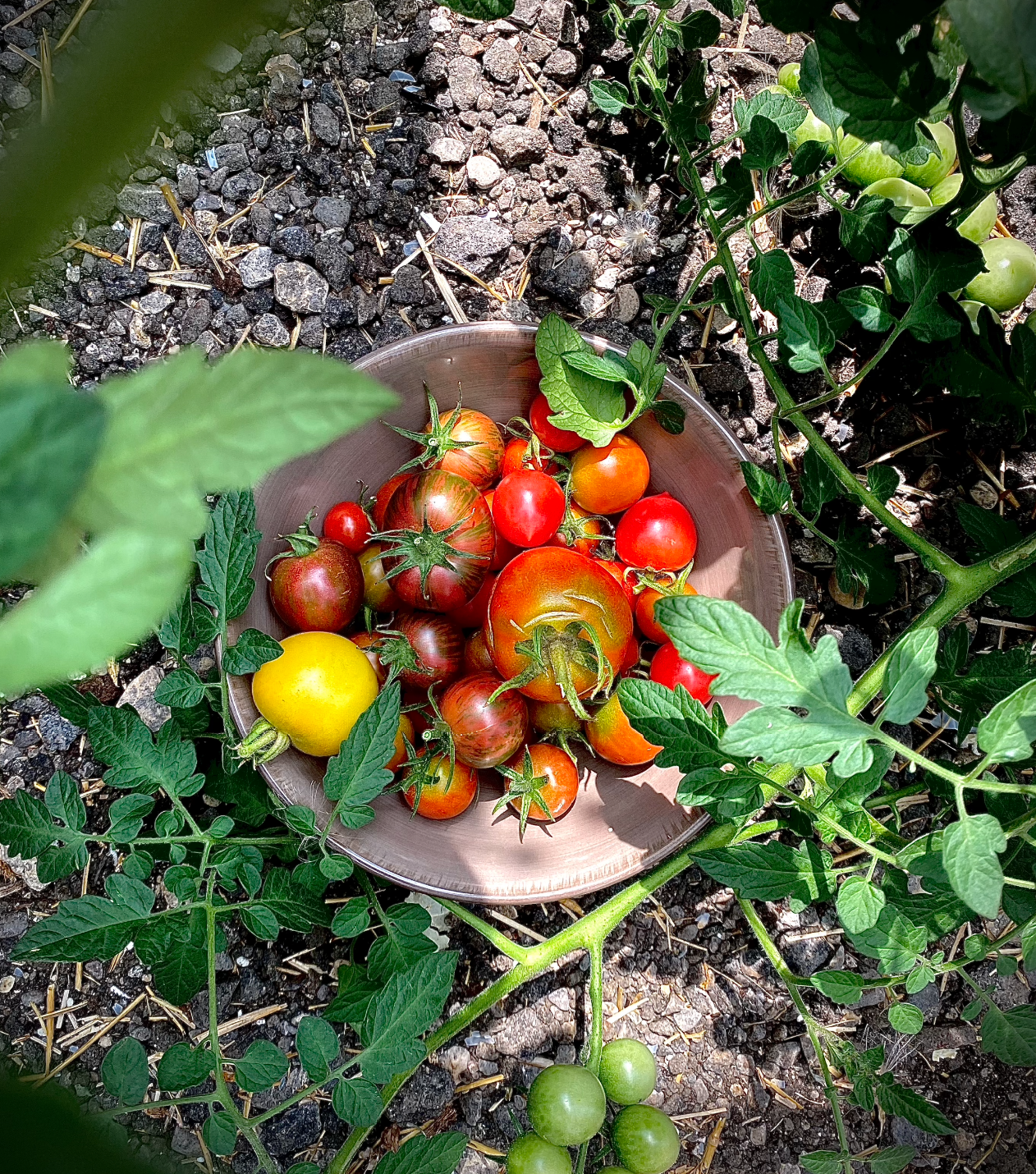 E169: Breeding & Selecting Tomatoes For Northern Climates With